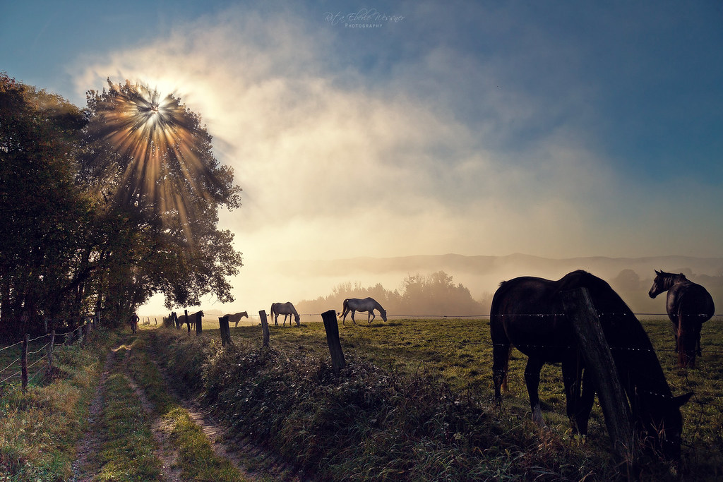 Horses in the morning fog
