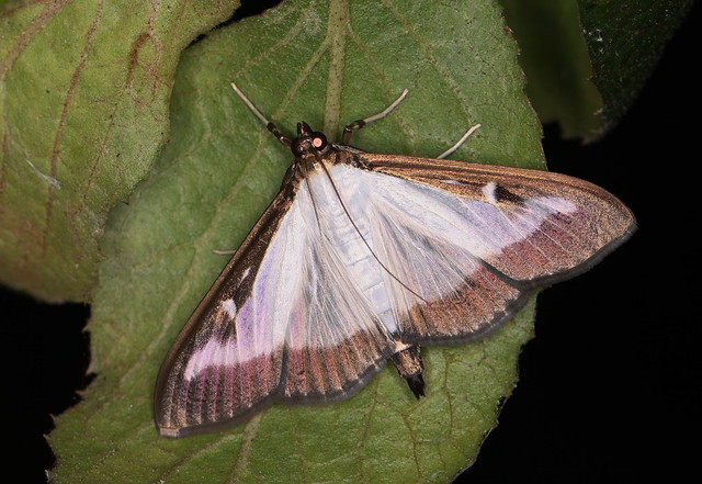 Buksbomhalvmøl (Box Tree Moth / Cydalima perspectalis)