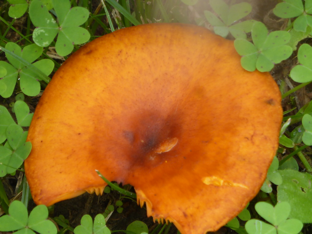 mushroom!!  P1150033