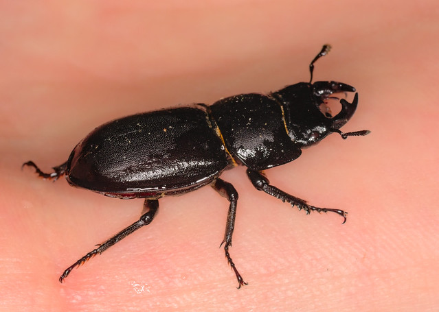 Lesser stag beetle