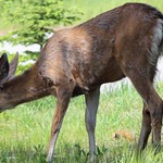 even deers can be seen often in Banff, Alberta in Calgary, Canada 