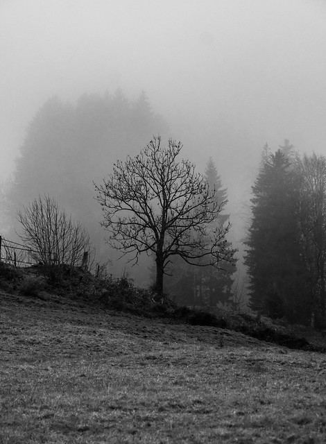 Tree in fog in black and white