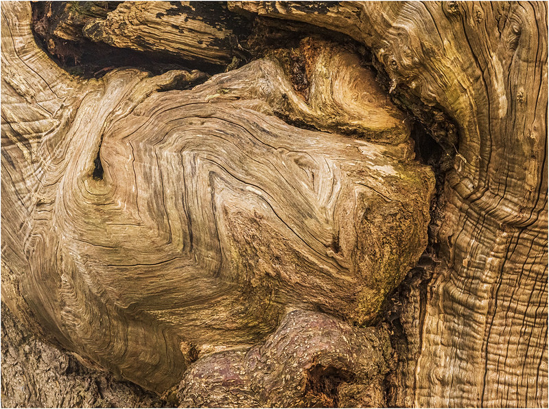 Tree Roots, bark | Flickr