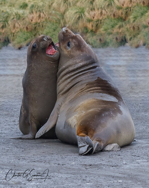 Southern Elephant Seals develope their skills 0R7E2814