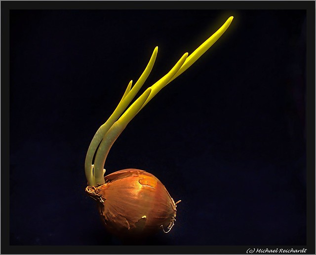 Eine Zwiebel auf der Suche nach neuem Leben / An Onion looking for new life
