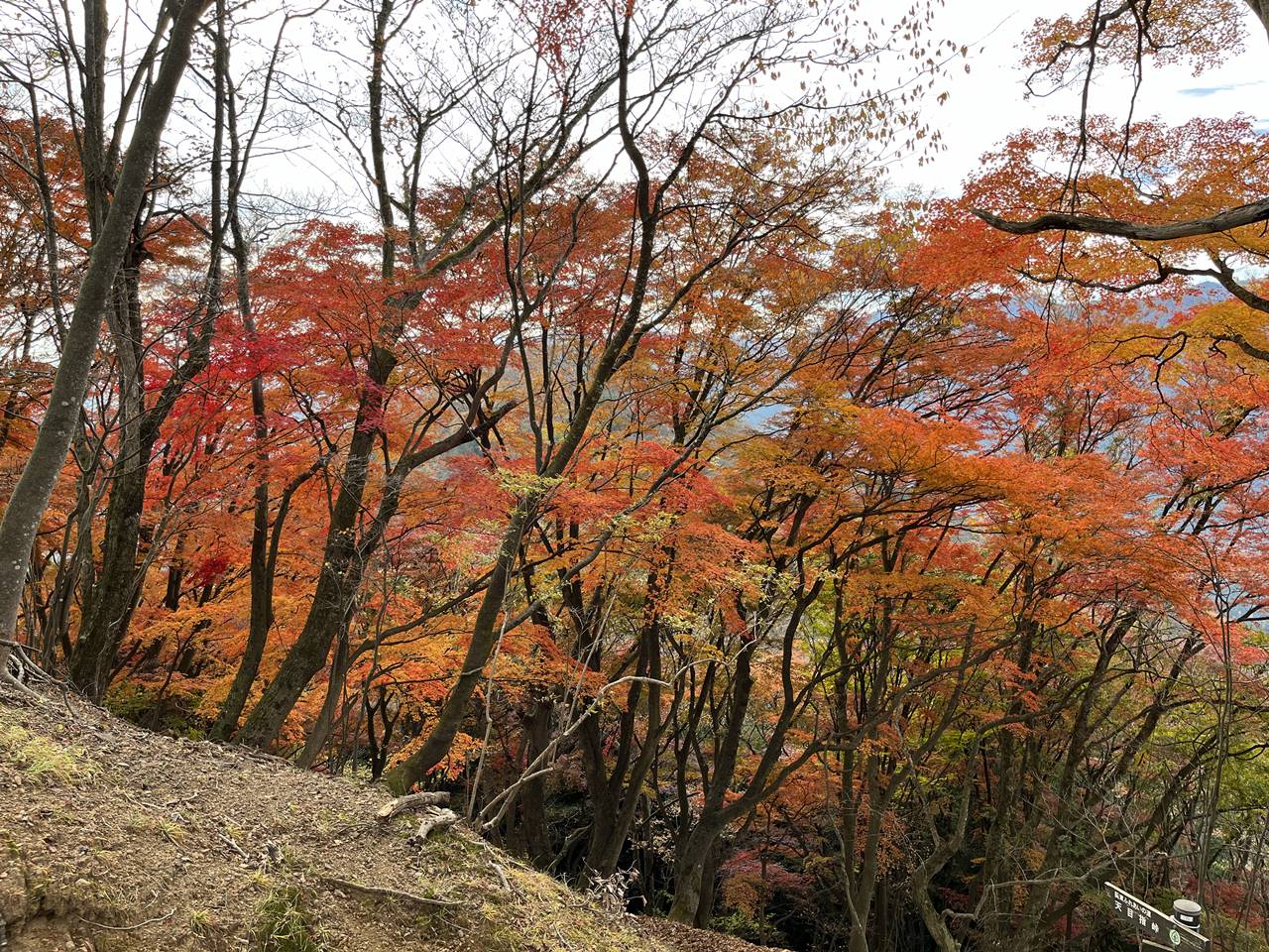 【奥武蔵】伊豆ヶ岳の紅葉風景（11月下旬）
