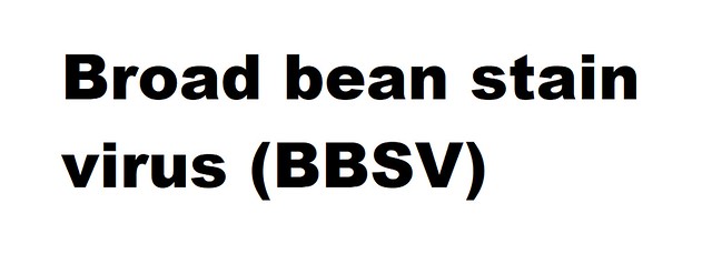 Broad bean stain virus (BBSV) (Comovirus Broad bean stain virus)