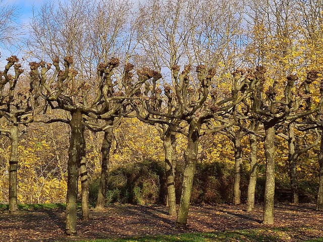 Autumn's Cut. Plane Trees, Gaasperplaspark, Amsterdam, The Netherlands