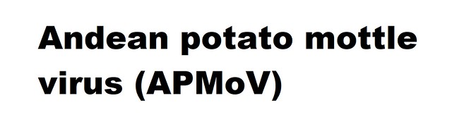 Andean potato mottle virus (APMoV) (Comovirus Andean potato mottle virus)