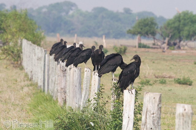 Black Vultures on the cattle ranch
