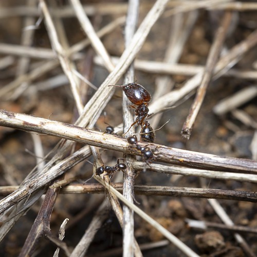 Big-Headed Ants (Pheidole sp.) | by 4017amara