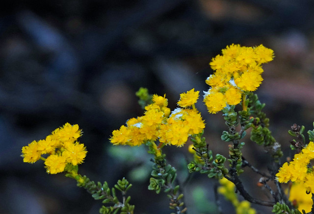 Yellow flowering plant - in Boyagin Nature Reserve, SW Western Australia