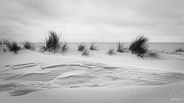 Dunes de Flandres