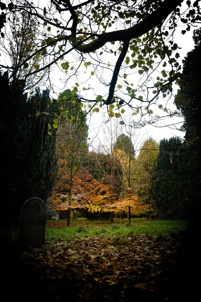 Last Of The Auburn Leaves. Carlisle Cemetery. Cumbria. 09/11/2023.