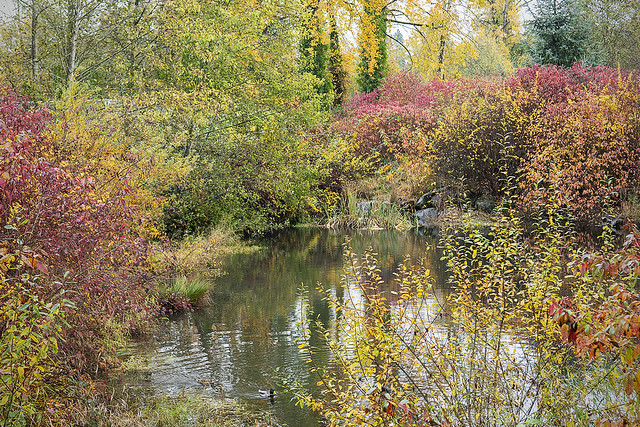 Pond at Robson Park