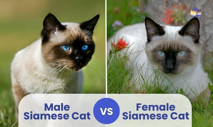 male-vs-female-siamese-cats