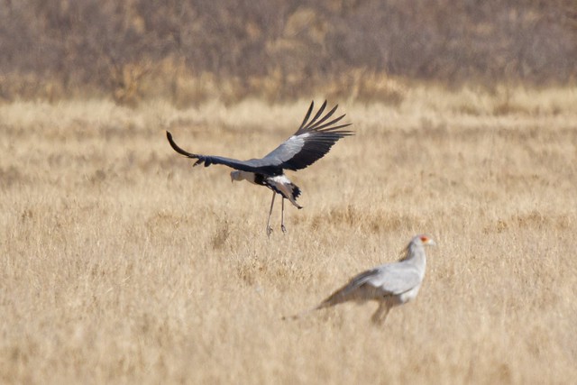 Secretaris vogel  in het Kalahari Game Reserve