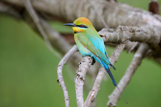 Rainbow Bee-eater - Male (Explore)