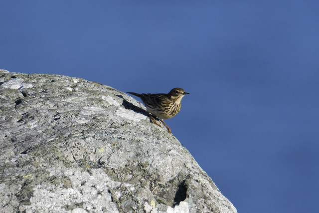 Louth Pipit