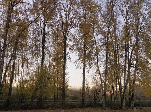 Fall filigree