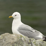 SBG Short-billed Gull - Larus brachyrhynchus (or Larus canus brachyrhynchus)
Came in trying to get a handout from picnickers at Gold Cord Lake.