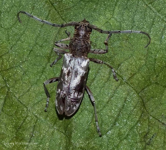 Derolus blaisei (Pic 1923) 18 mm Cerambycidae Cerambycinae Cerambycini