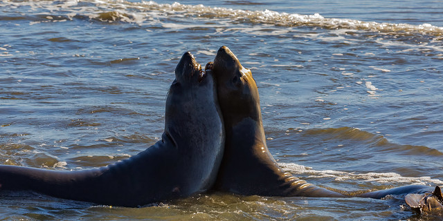 Elephant Seals in Love