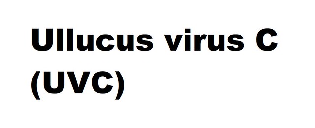 Ullucus virus C (UVC) (Comovirus Ullucus virus C)