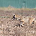 Coyote on the prowl In broad daylight, very well camoflauged against the dead grass.