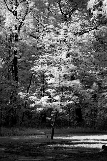 Infrared tree images in Bay City State Park