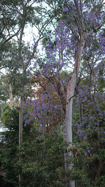 Red Flame tree and purple Jacaranda in bloom. Spring Beauty.