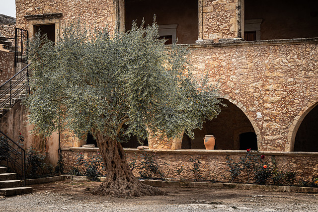 Centenial olive tree