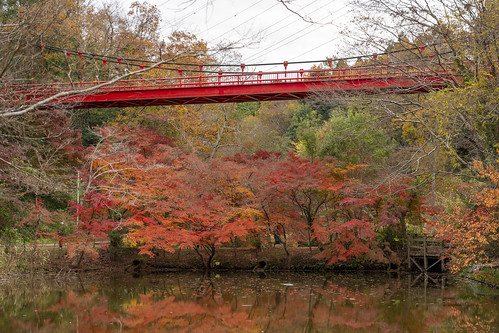 sony a1 chiba 千葉 泉自然公園 紅葉 autumnleaves japan sel24105g