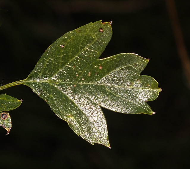 Single-seeded hawthorn (Crataegus monogyna) leaf
