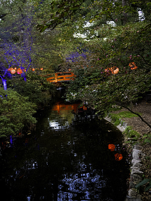 Lights and Japanese Lanterns at Descanso Gardens