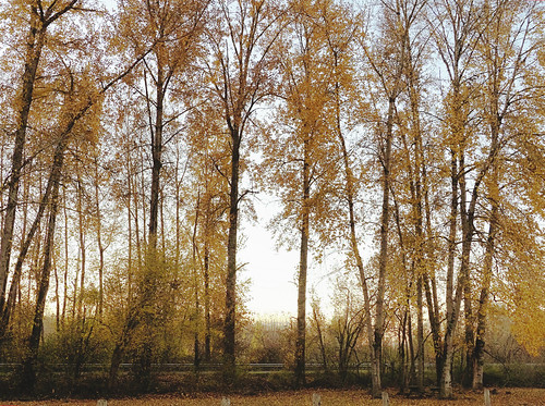 Fall filigree - color grade edit