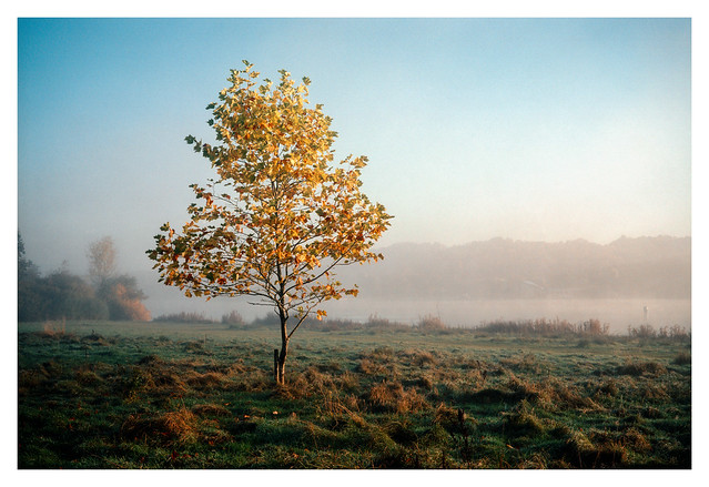 This year's autumn