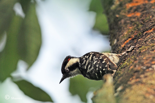 Brown-capped Pygmy Woodpecker / Indian Pygmy Woodpecker (Yungipicus nanus)