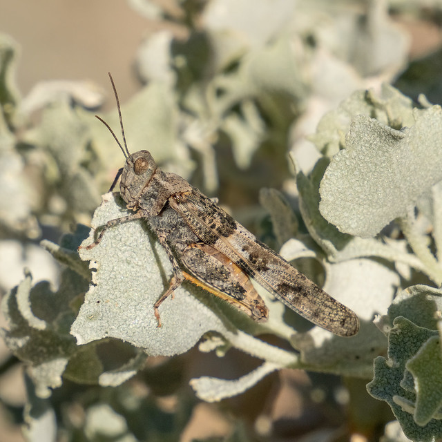 Pallid-winged grasshopper ?