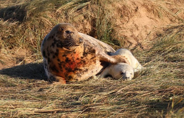 Grey seal mother and newly born pup