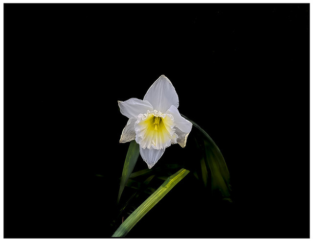 Daffodil 4a white yellow