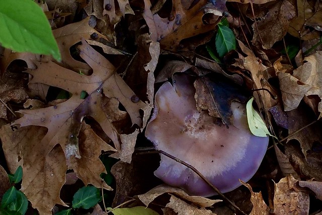 Fungus under the Leaves at California Woods NP