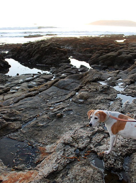 Hound Dog on the Rocks