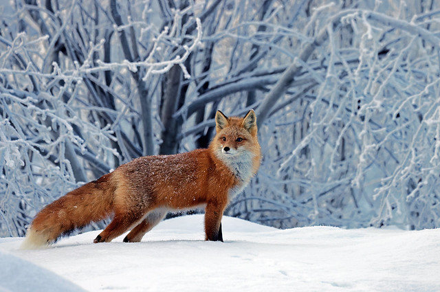 Female Red Fox On A Cold -8 Degree Morning