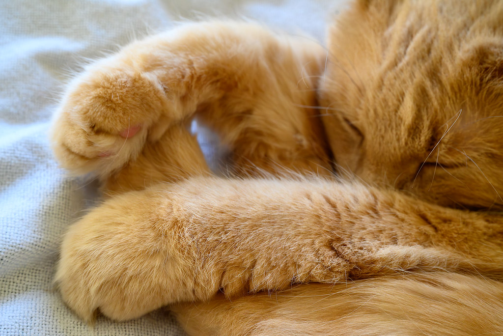 Hapiang Sundance Paws | As seen in one of his favorite happing posit… | Flickr