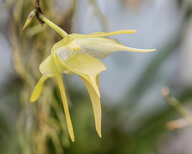 Aeranthes 5262-1; Orchidaceae (1)