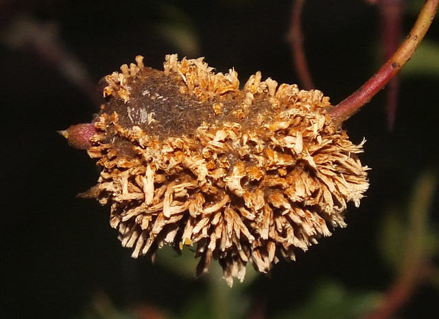 Rust fungus (Gymnosporangium confusum) on Single-seeded hawthorn (Crataegus monogyna) fruit