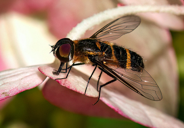 Bee Fly on Hydrangea Petals