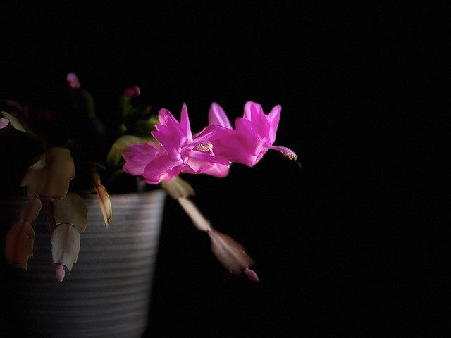 blooming christmas cactus stage lights on iPhone 13 (natural lighting next to outside window
