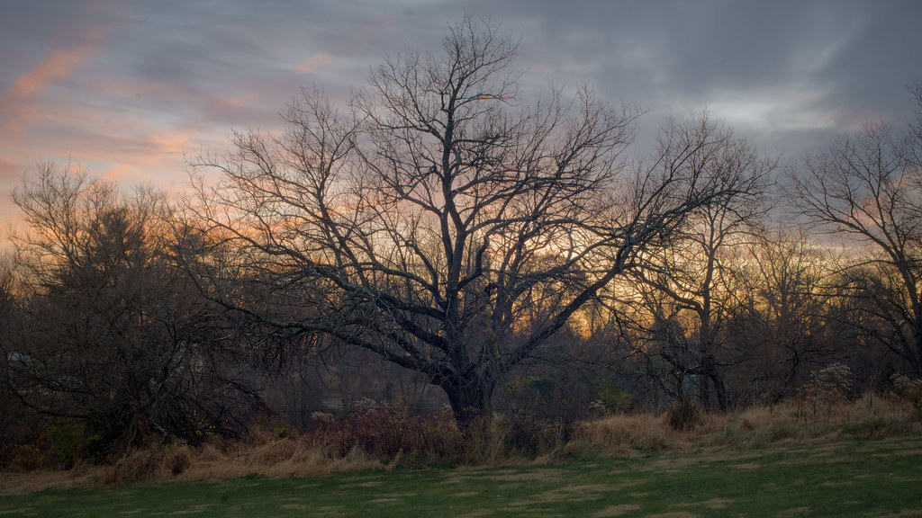 Old, Gnarly Trees at Dawn